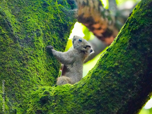 squirrel on a tree