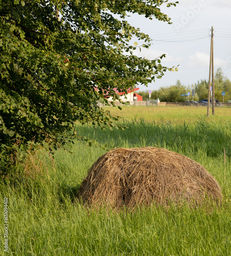 Canvastavla A pile of dry hay in the garden near a tree