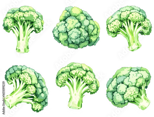 A detailed collection of fresh green broccoli illustrations, including whole heads and cut florets.