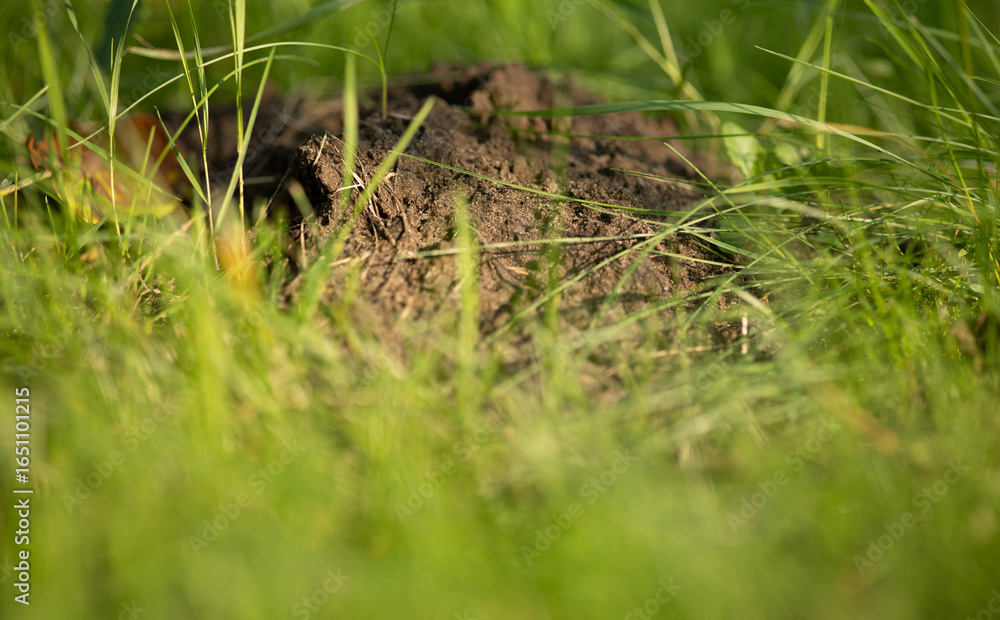 Obraz premium anthill surrounded by green grass