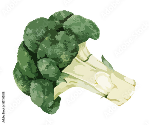An illustration of a single head of broccoli with a thick stalk, depicted in a watercolor style.