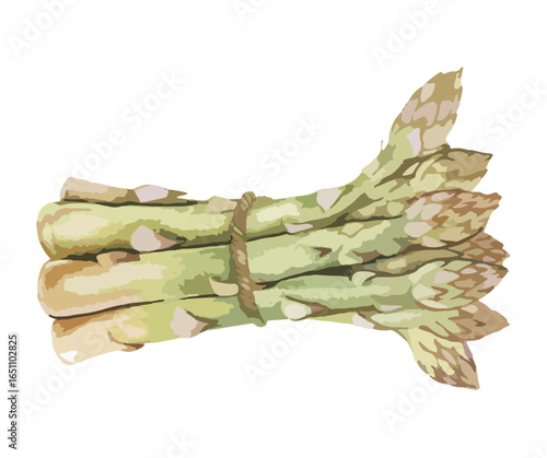 A bundle of fresh asparagus stalks tied together with twine, isolated on white.