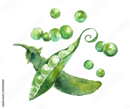 Watercolor illustration of a split pea pod with peas spilling out, isolated.