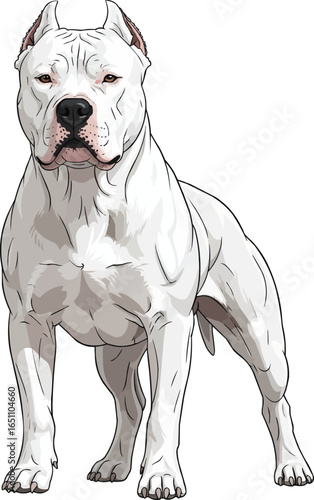 Dogo Argentino in guard stance standing alert vector illustration