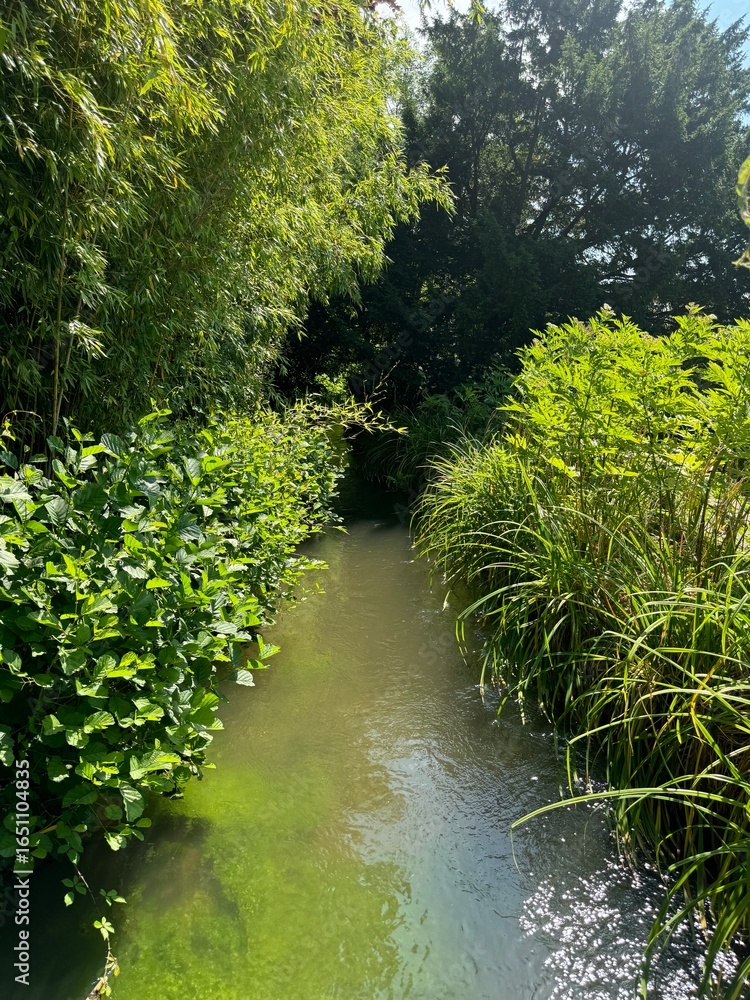 Obraz premium green waters river in the forest, flowing in between green bushes and trees
