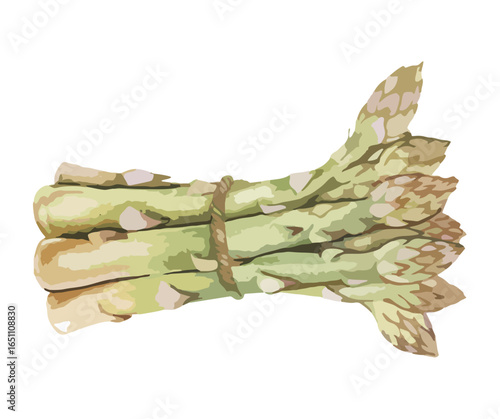 A watercolor illustration of a fresh bundle of asparagus tied with twine.