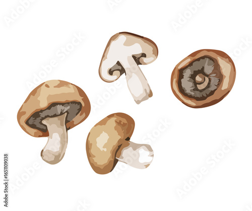 Illustration of four brown mushrooms, with varying angles and cross-section views, isolated on white.