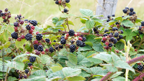 Closeup of ripening Blackberries, Derbyshire England

