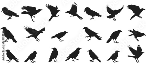 Black crow and raven silhouette vector set, perched and flying bird illustrations for wildlife, nature, Halloween, tattoo, and graphic design