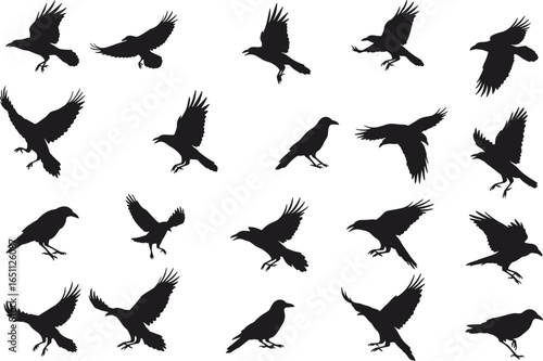 Silhouette collection of flying crow and raven birds in various poses, black vector bird illustrations for nature, wildlife, and graphic design