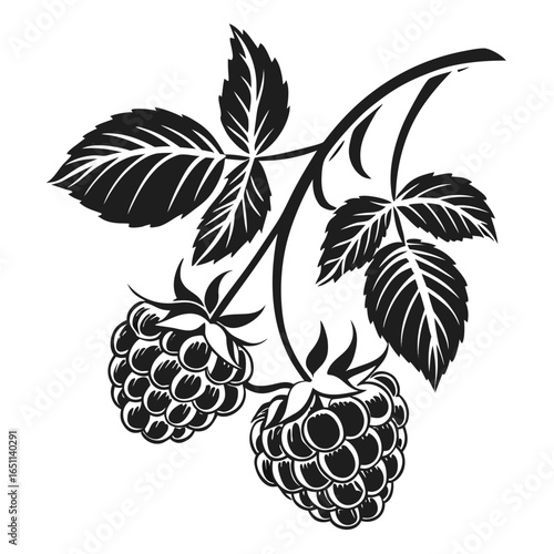 Raspberry branch isolated on white background, a sweet and healthy delight, showcasing its natural beauty and nutritional value, perfect for desserts and healthy recipes