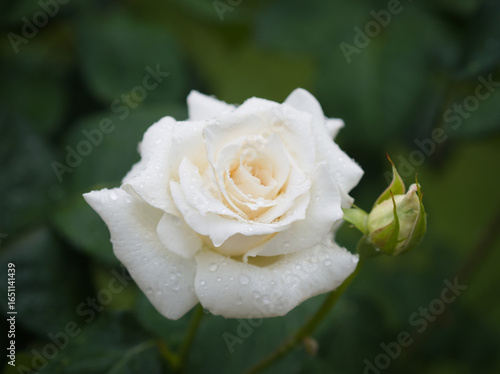 White Rose with Raindrops