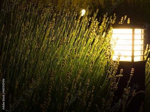 Lavender by a Garden Light at Night