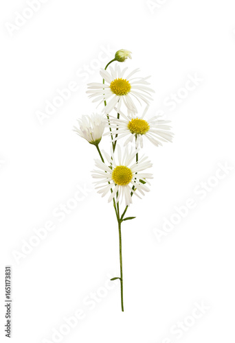 Daisy flowers and buds isol...