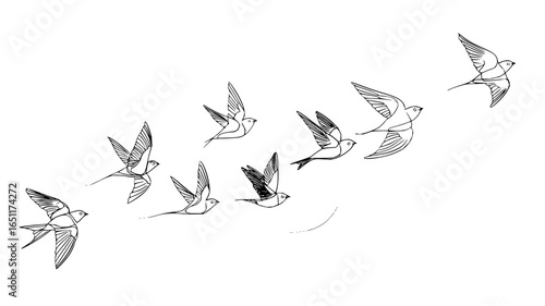 Swallows flying drawing black and white line art illustration bird flight flock of birds line drawing art