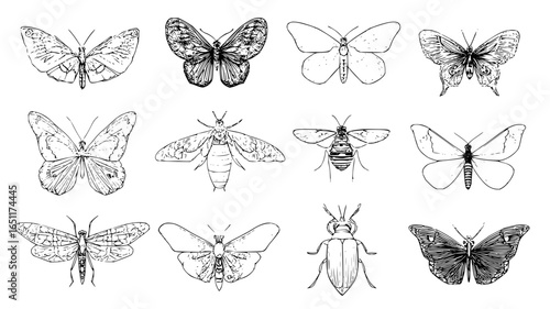 Detailed butterfly and moth vector illustration for design projects and educational resources online use
