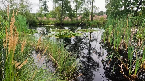 The Büsenbachtal in the Lüneburg Heath
