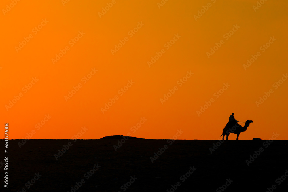 Fototapeta premium Camel in desert