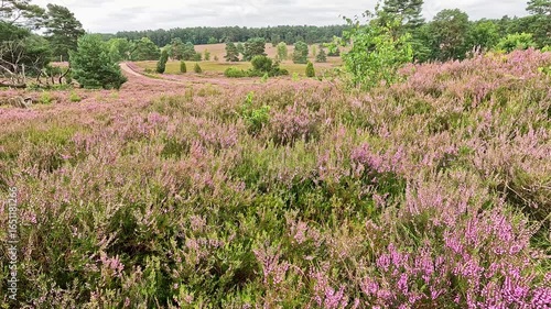 The Büsenbachtal in the Lüneburg Heath