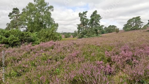 The Büsenbachtal in the Lüneburg Heath