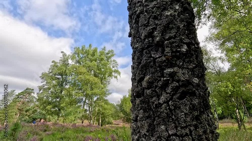 The Büsenbachtal in the Lüneburg Heath