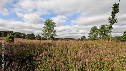 The Büsenbachtal in the Lüneburg Heath