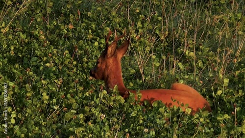 roe deer in the Elbe marsh