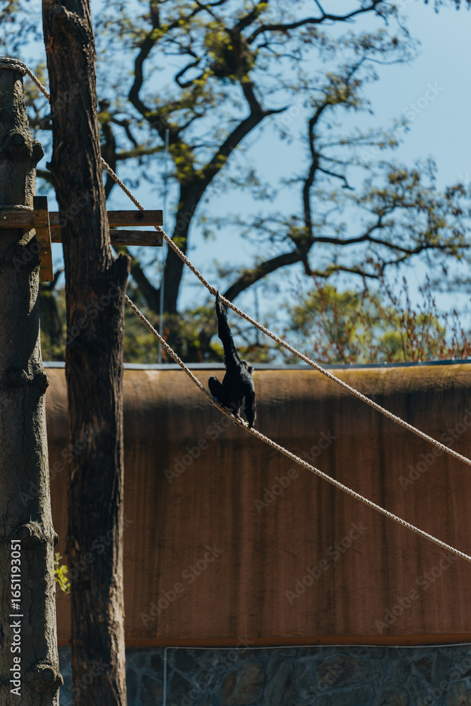 Obraz premium Tropical Monkey in the Zoo