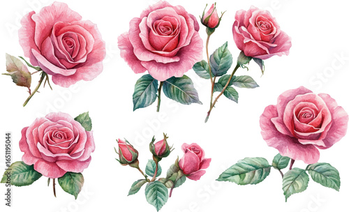 set of roses vector illustration
