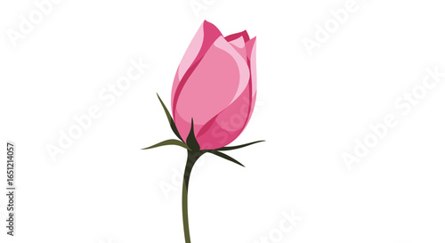 A delicate pink rosebud opening slowly to reveal its beautiful petals on a white background