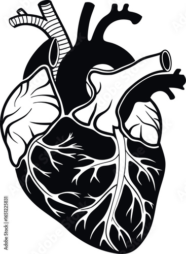 Vector art of anatomical human heart graphic isolated on white background