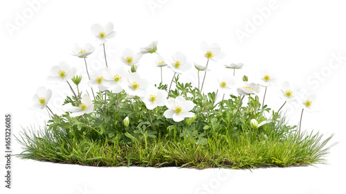 Delicate white anemone flowers bloom vibrantly amidst lush green grass, bringing natural beauty isolated on white background