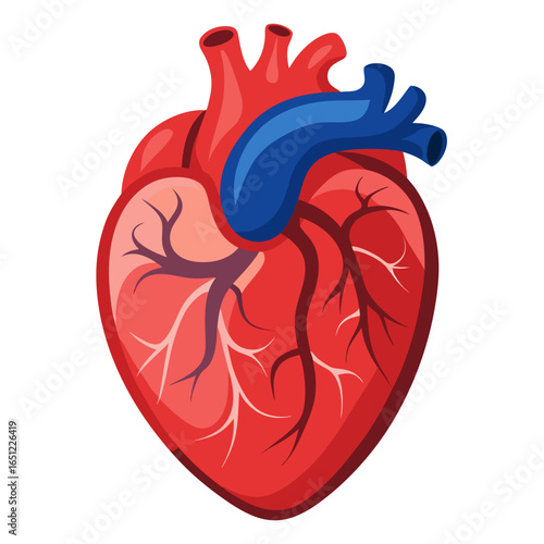 Wallpaper Mural Vibrant anatomical heart illustration symbolizing life, health, and vital circulation, perfect for medical, wellness, and educational content. Torontodigital.ca