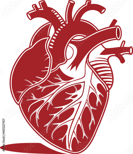 Vector art of stylized red human heart with visible arteries and veins isolated on white background