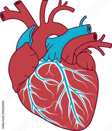 Vector art of human heart anatomy with arteries and veins, isolated on white background