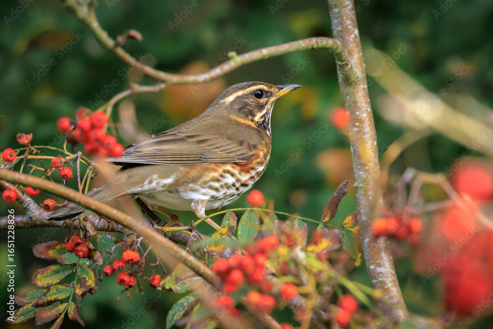 Fototapeta premium Redwing Turdus iliacus bird foraging berries