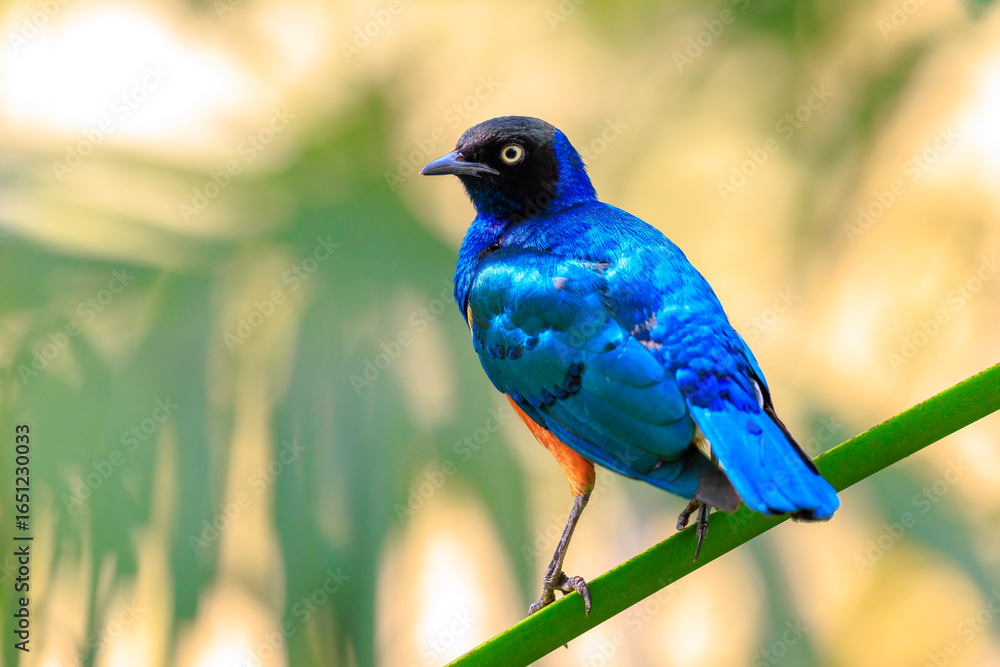 Obraz premium Superb starling Lamprotornis superbus perched