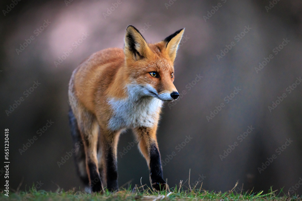 Fototapeta premium Wild red fox, vulpes vulpes, foraging in a meadow