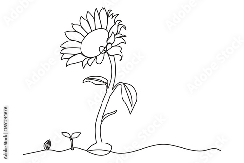 Continuous one-line drawing of a sunflower seed sprouting into a tall blooming sunflower