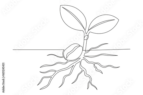  Continuous one-line drawing of coffee seed germination