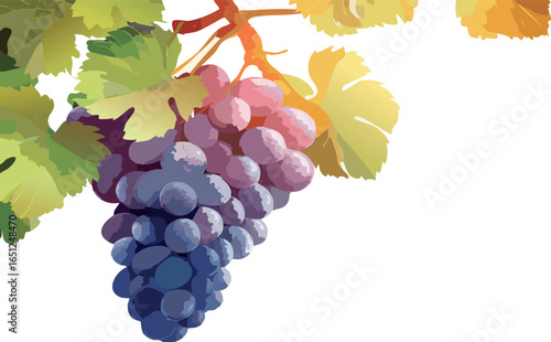 Ripe Grape Cluster Ready for Harvest