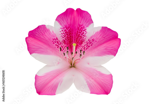 A vibrant, detailed close-up of a pink and white flower with intricate patterns and delicate textures against a stark black backdrop.