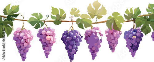 Ripe Grape Cluster Ready for Harvest