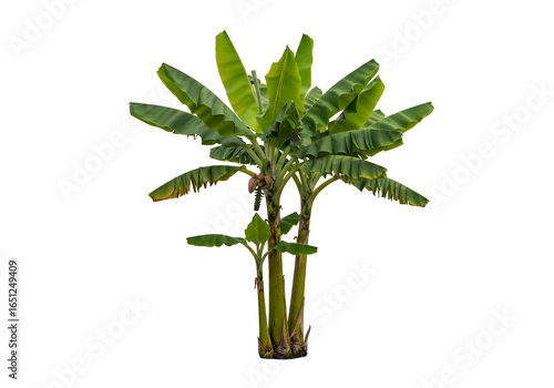 Lush banana plant, vibrant green foliage against a stark black background, displays a healthy, tropical aesthetic.