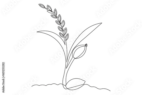 One line illustration of rice seed germination minimal plant growth design for modern artwork