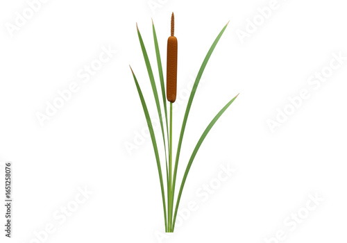 A single cattail plant stands tall against a black background, showcasing its vibrant green leaves and distinctive brown seed head.