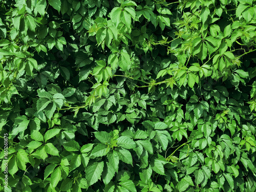 Wallpaper Mural Natural green leaves foliage background texture Torontodigital.ca