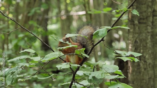 Squirrel  eats nuts on a tree branch in the summer forest.