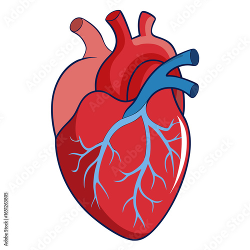 Vibrant anatomical heart illustration showcasing intricate details of arteries and veins, perfect for medical education and health awareness campaigns