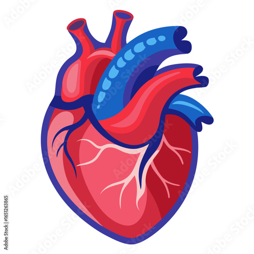 Vibrant anatomical heart illustration showcasing intricate red arteries and blue veins, perfect for medical, science, or health-related projects emphasizing life and vitality.